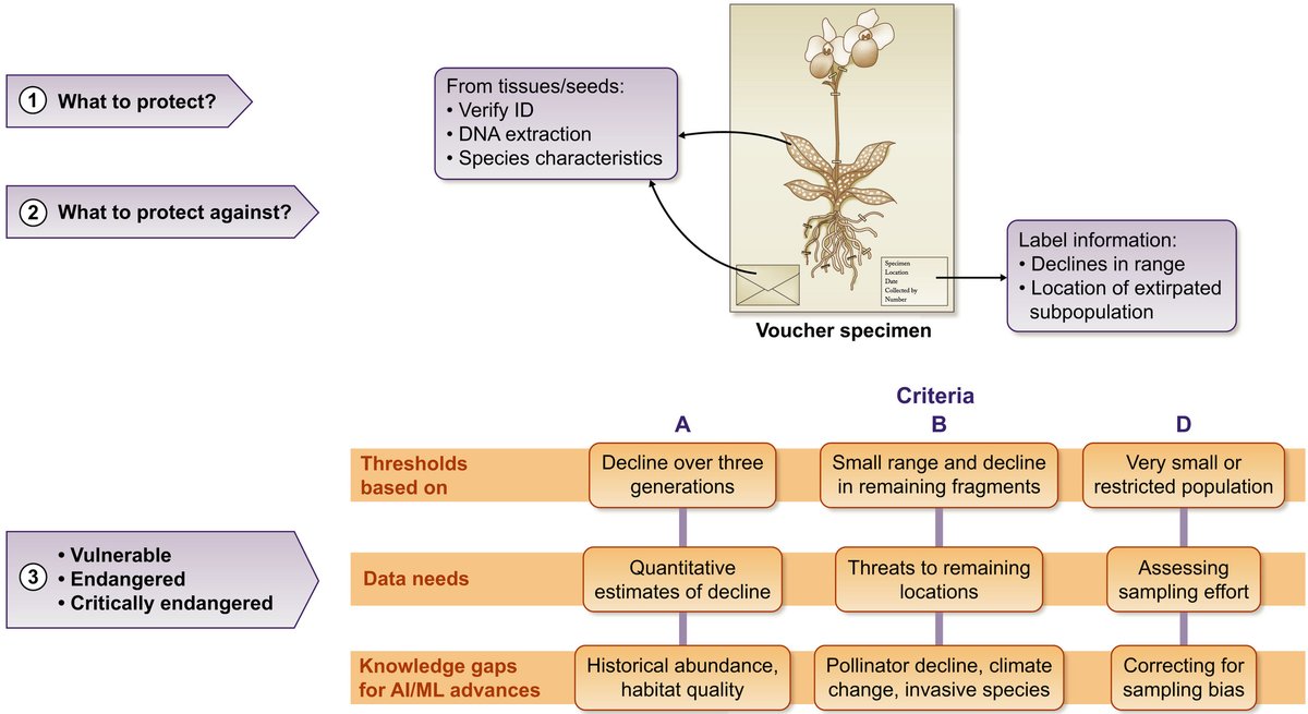 NewPhyt's tweet image. Reversing extinction trends: new uses of (old) herbarium specimens to accelerate conservation action on threatened species @simjoly  @jvamosi  #TansleyReview nph.onlinelibrary.wiley.com/doi/10.1111/np…