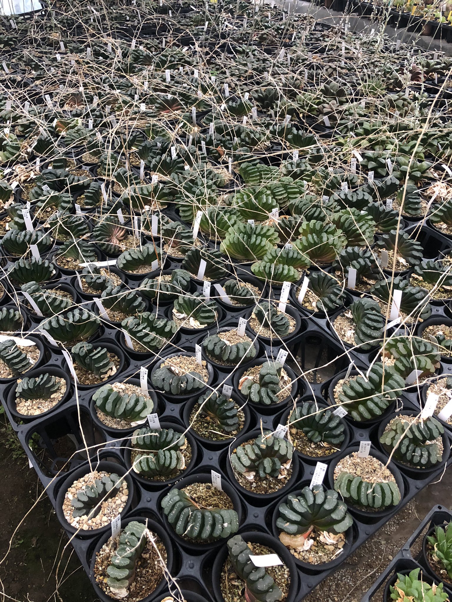 名古屋サボテンクラブ 本日は小牧市の小林カクタスさんにて3月例会でした 展示は19年の競作苗でサボテンはデンシスピナ 多肉は船橋万象でした 競作苗は育て方で大きく差が出るので見比べるのが楽しいです T Co Ktzpijjm7r Twitter