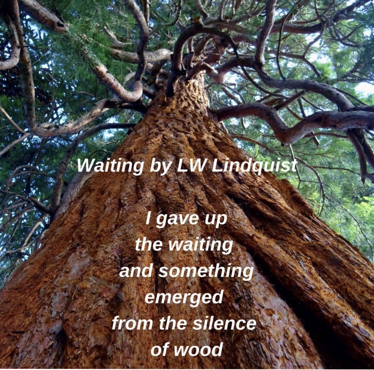 WoodcraftVale's tweet photo. Happy Poetry Day! 📜🖋️⁠

Here is one of our favourite poems (it just so happens to be about wood!) 🌳 Waiting by LW Lindquist⁠

Let us know your favourite poem in the comments below!⁠
⁠
#poetryday #poem #poetry #literature  #woodwork #ecofriendly #savetheplanet #valewoodcraft https://t.co/Wrjft3xWJs