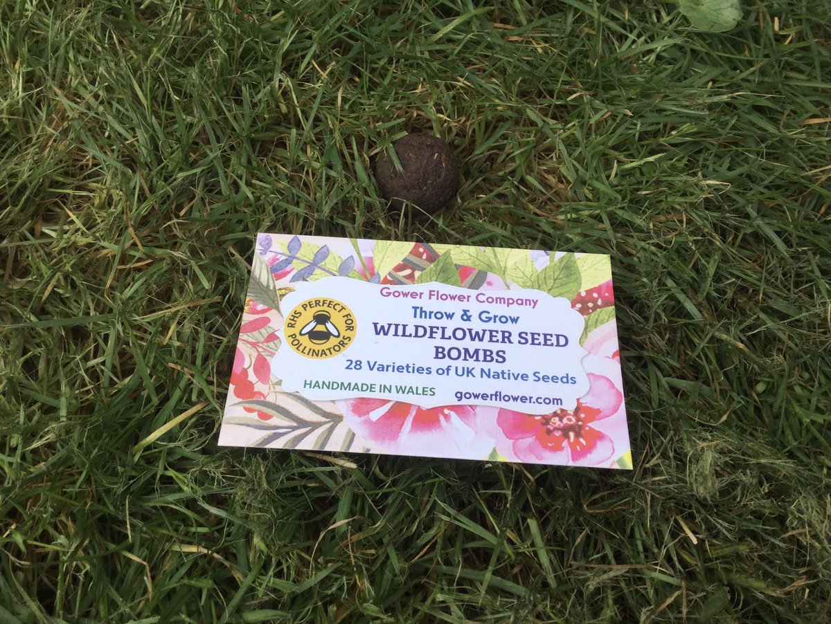 XRHorsham's tweet photo. Adding my Wildflower Seed Bombs - from the Gower - to the lawn today.
#BiodiversityMatters
#SupportThePollinators
@SussexWildlife @WilderHorsham @CWFarmnews @KeepRookwoodgrn @WildWarnham @wildflower_hour @Love_plants https://t.co/ObUZsmfC0m