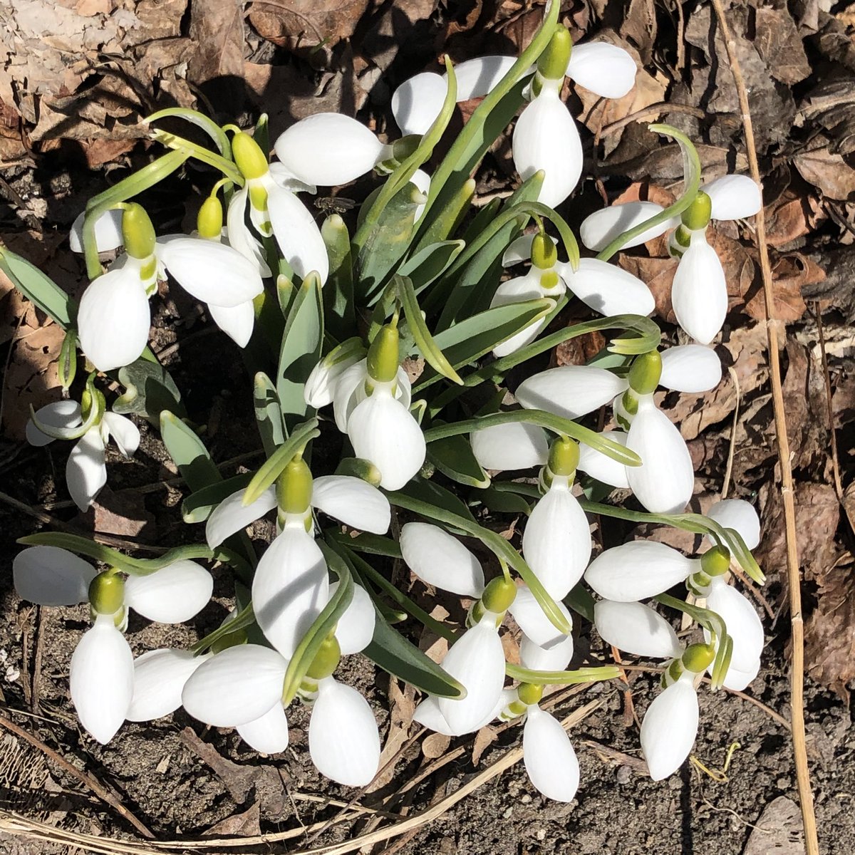 rjdurocher's tweet photo. Welcome to spring! Time for growth, love, joy &amp; rejuvenation. These beauties remind me of the gifts each of our students have a bring with them - it’s up to us right to co-create the conditions for them to share these gifts as these flowers share theirs #SpringEquinox https://t.co/MdVpZQertb