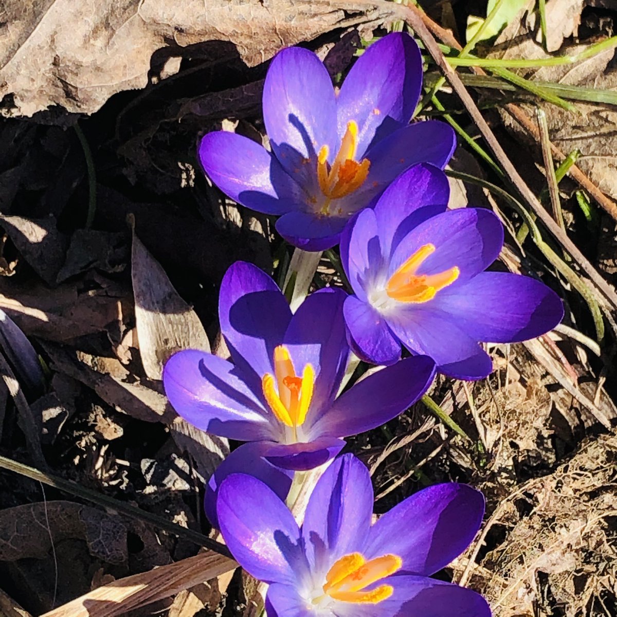 rjdurocher's tweet photo. Welcome to spring! Time for growth, love, joy &amp; rejuvenation. These beauties remind me of the gifts each of our students have a bring with them - it’s up to us right to co-create the conditions for them to share these gifts as these flowers share theirs #SpringEquinox https://t.co/MdVpZQertb