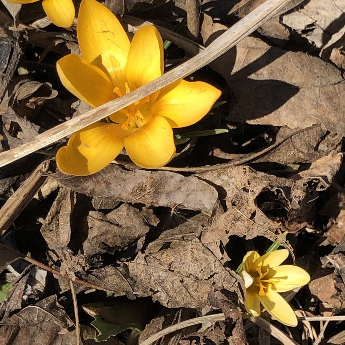 rjdurocher's tweet photo. Welcome to spring! Time for growth, love, joy &amp; rejuvenation. These beauties remind me of the gifts each of our students have a bring with them - it’s up to us right to co-create the conditions for them to share these gifts as these flowers share theirs #SpringEquinox https://t.co/MdVpZQertb