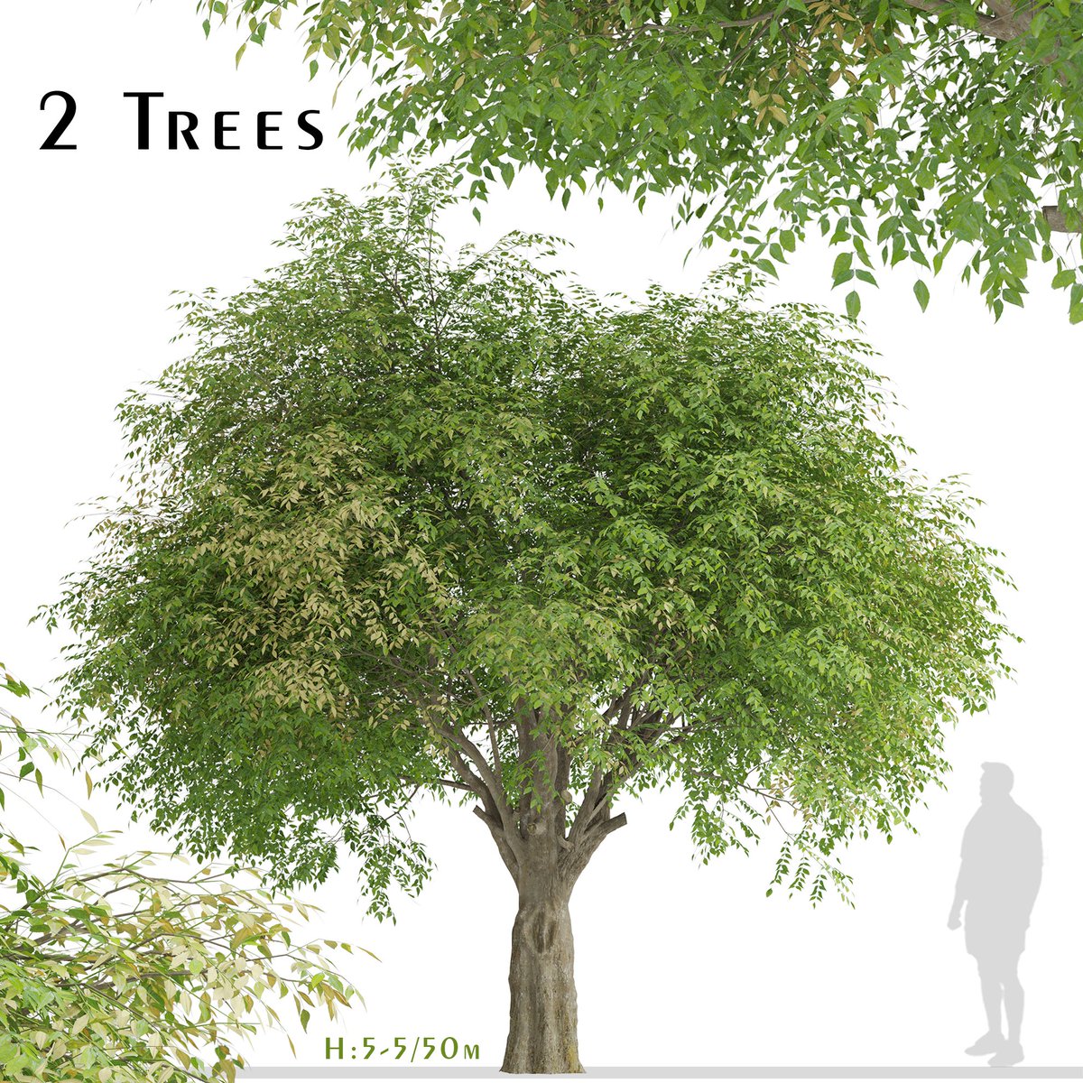 moonikoffice's tweet image. Set of Fraxinus griffithii Trees
The Himalayan ash or evergreen ash is a species of flowering tree. This fast growing, drought tolerant, attractive tree has leaves that are green and shiny on the top and hairy silver colored underneath. #3dsmax #tree3d #3d
cgtrader.com/3d-models/plan…