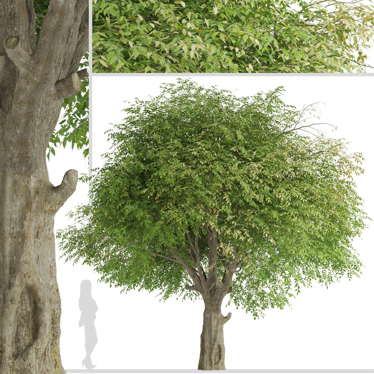 moonikoffice's tweet image. Set of Fraxinus griffithii Trees
The Himalayan ash or evergreen ash is a species of flowering tree. This fast growing, drought tolerant, attractive tree has leaves that are green and shiny on the top and hairy silver colored underneath. #3dsmax #tree3d #3d
cgtrader.com/3d-models/plan…