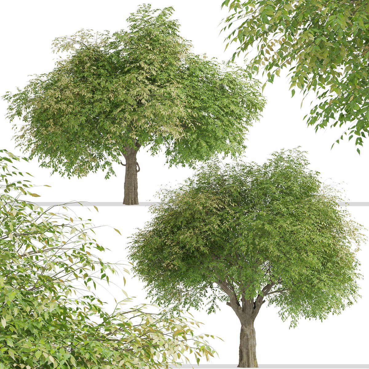 moonikoffice's tweet image. Set of Fraxinus griffithii Trees
The Himalayan ash or evergreen ash is a species of flowering tree. This fast growing, drought tolerant, attractive tree has leaves that are green and shiny on the top and hairy silver colored underneath. #3dsmax #tree3d #3d
cgtrader.com/3d-models/plan…