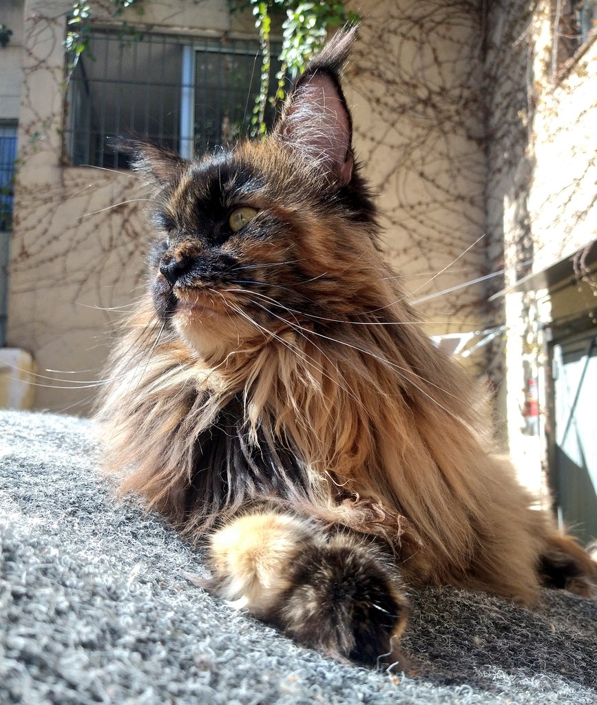 FloretesCoon's tweet photo. Tomando el sol con mi humana en el tejado. #minou #mascotas #cat #mainecoon #foryou #lovers #domindo https://t.co/BjppImAKAU