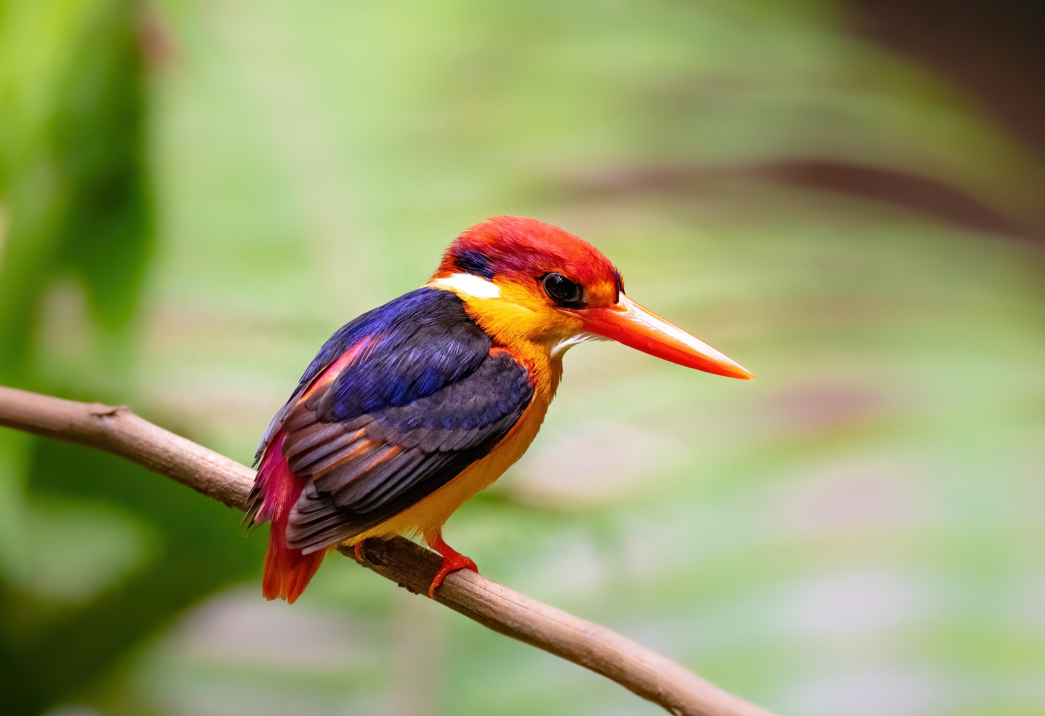 Wilton X 三趾翠鸟 英文名 Oriental Dwarf Kingfisher T Co Vrv43bjwjw Twitter Wilton X 三趾翠鸟 英文名 Oriental Dwarf Kingfisher T Co Vrv43bjwjw Twitter