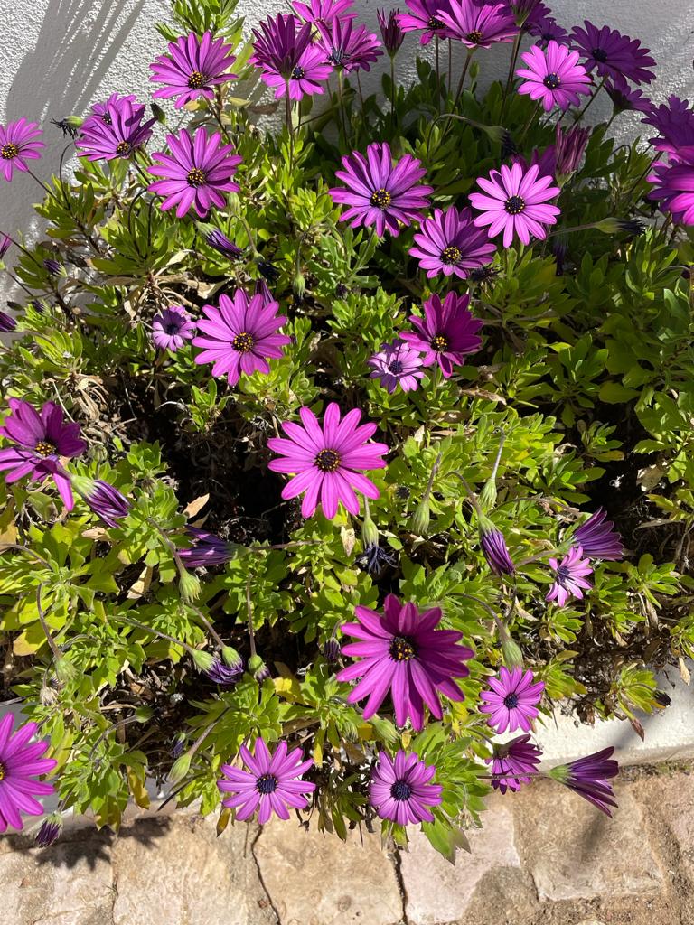 CerroNovo's tweet photo. In today's warm sunshine, the #Spring flowers have burst into colourful and fragrant life! Spring brings warmth, hope and growth. We hope these colourful blooms bring you health and happiness wherever you're reading this. #Algarve #GardensofPortugal #homeandgarden https://t.co/7kZWQ28hq0