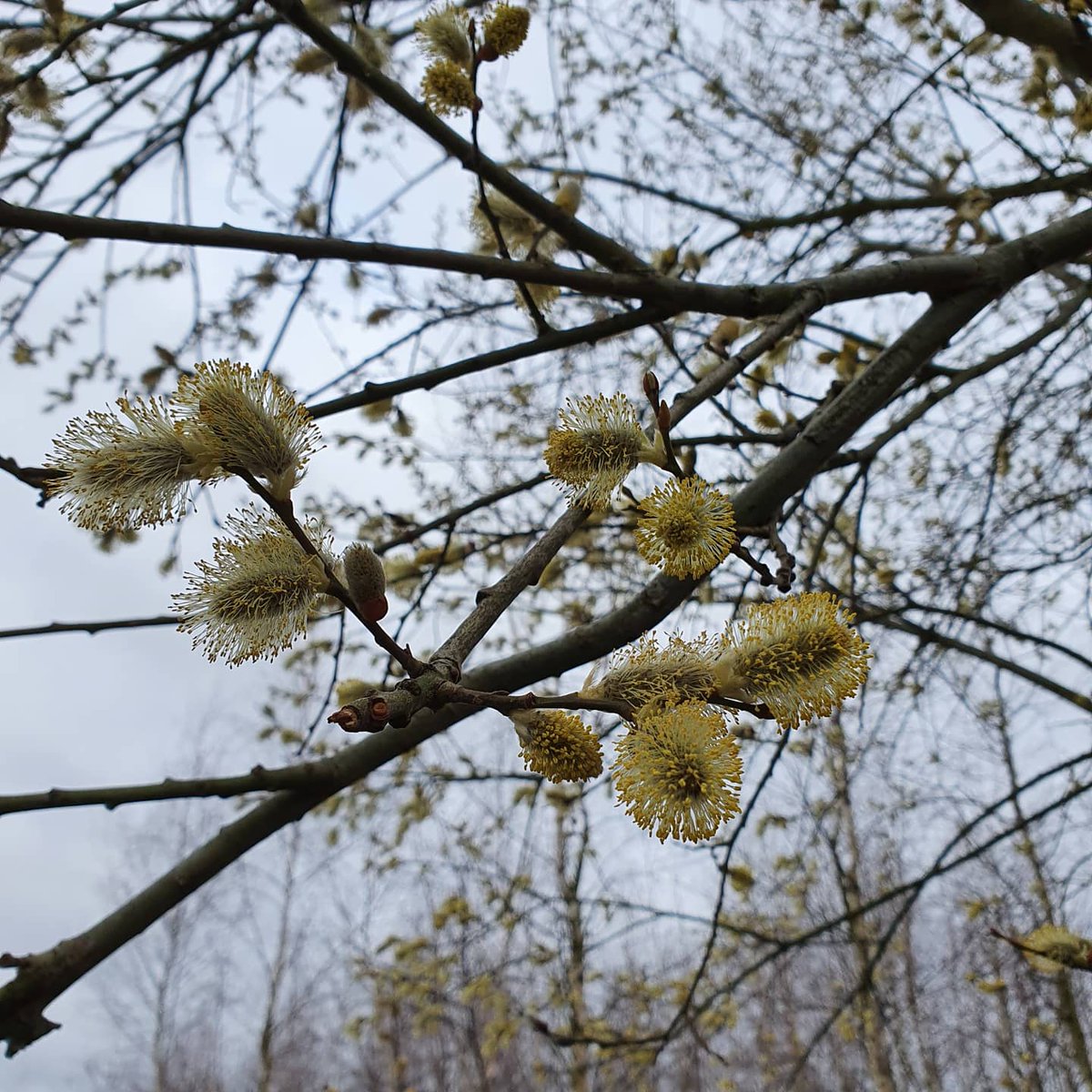 Het begint weer...🤩

#nieuwleven #lente