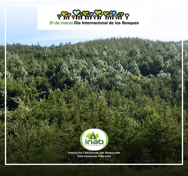 inabguatemala's tweet photo. #Entérate

🌱🍀🌳🌲Hoy se conmemora el Día Internacional de los Bosques -21 de marzo-. Valora y utiliza los árboles, de una forma sostenible y responsable con un compromiso de recuperación, debido a que todos recibimos bienes y servicios invaluables de ellos.

#Bosques #INAB https://t.co/W9ngz1DSaQ
