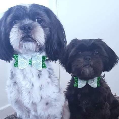 LCbowtique's tweet photo. Dogs look fab with their bow ties on. #CELRAN #CelticFC #RangersFC #Glasgow https://t.co/oIbVE9uvRN