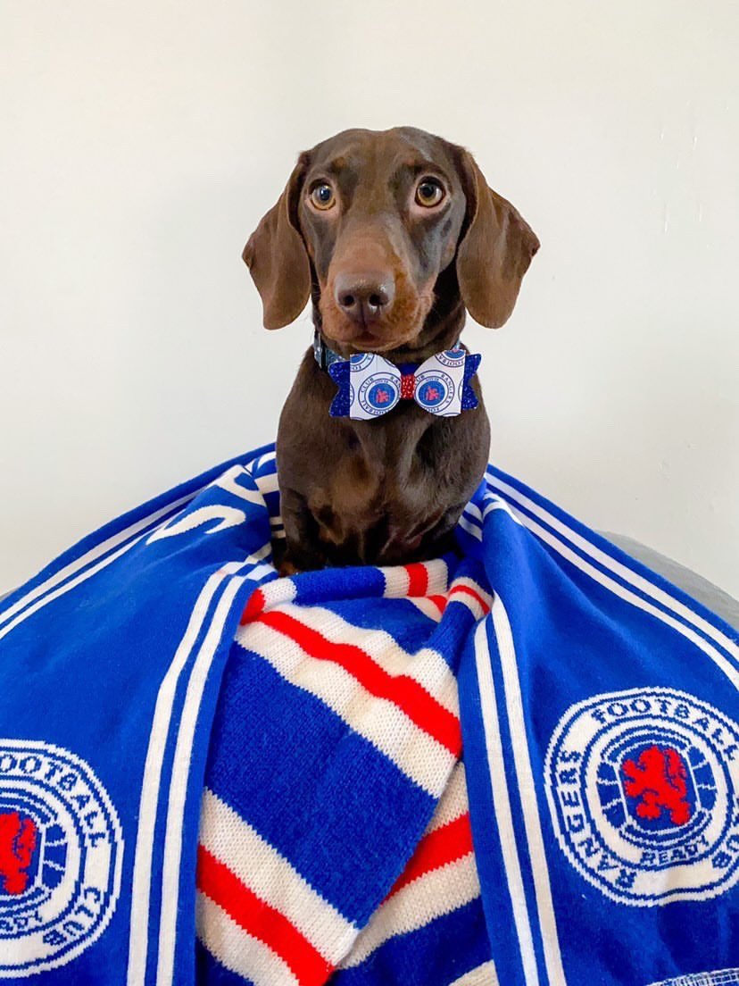 LCbowtique's tweet photo. Dogs look fab with their bow ties on. #CELRAN #CelticFC #RangersFC #Glasgow https://t.co/oIbVE9uvRN