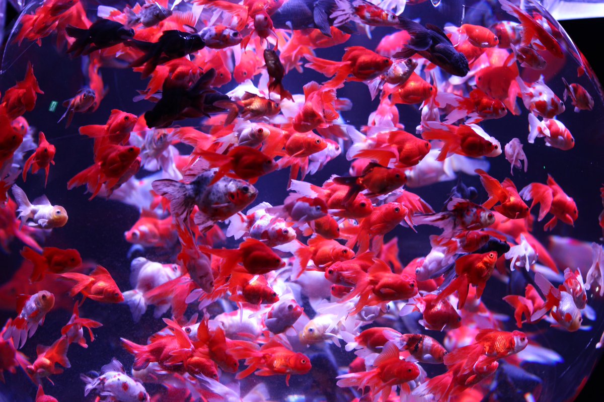 なか در توییتر 21 3 Sat アートアクアリウム展21 博多 金魚の祭 アートアクアリウム アートアクアリウム展 アクアリウム 金魚 福岡 博多 Jr博多シティ Jr九州ホール ファインダー越しの私の世界 Canon Eoskissx7 Ef50mm Ef5018stm なか در توییتر 21 3 Sat アートアクアリウム展21 博多 金魚の祭 アートアクアリウム アートアクアリウム展 アクアリウム 金魚 福岡 博多 Jr博多シティ Jr九州ホール ファインダー越しの私の世界 Canon Eoskissx7 Ef50mm Ef5018stm