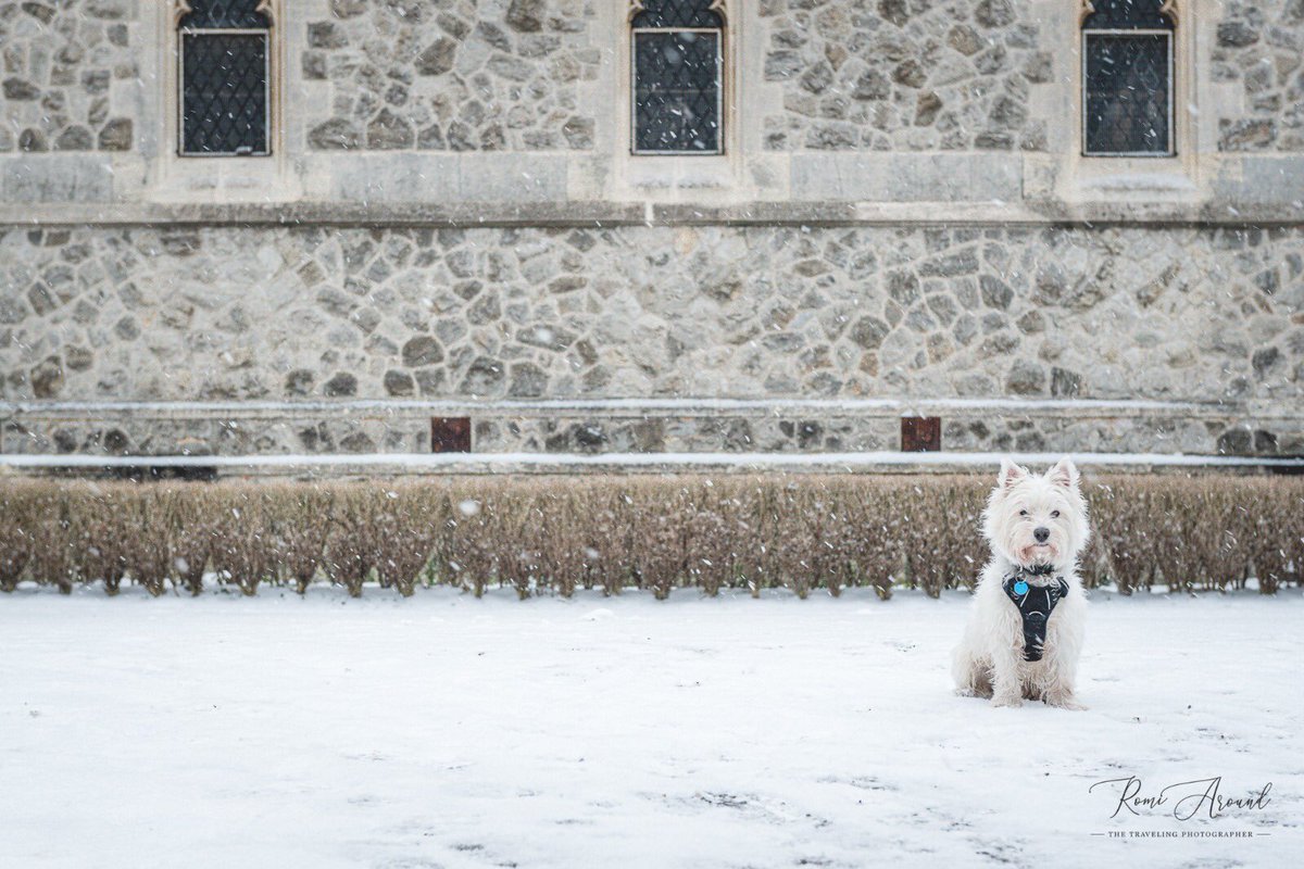 robindashrink's tweet image. #PupsProgress: Day938
What a difference a few weeks can make
#SpringTime
#Westie #pet #dog #terrier #westiesoftwitter #westielove #dogsoftwitter #westhighlandterrier #lovedogs