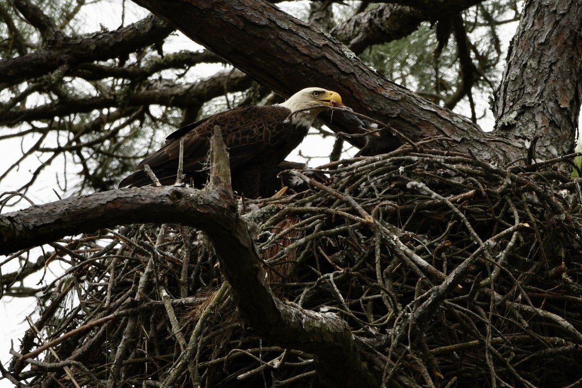 SCaly_Dev's tweet photo. Feeding time

#baldeagle #huntingtonisland https://t.co/K9jGlG9KSS