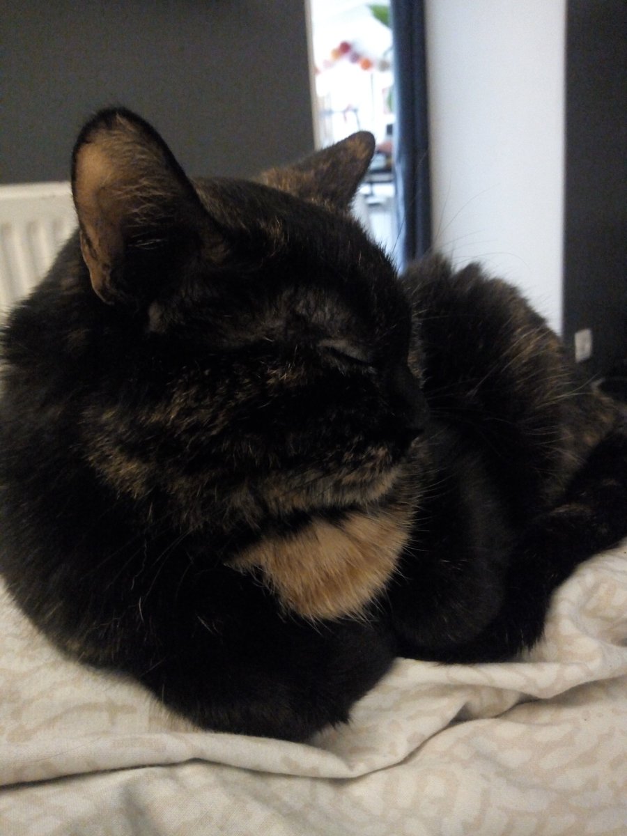 Plus efficace que les attestations, pour éviter les sorties je propose que le gouvernement prenne en charge les animaux de compagnie couvreurs de leurs humains (genre mes deux poilues par exemple)
<a href="/PartiChaton/">Le parti Chaton</a>