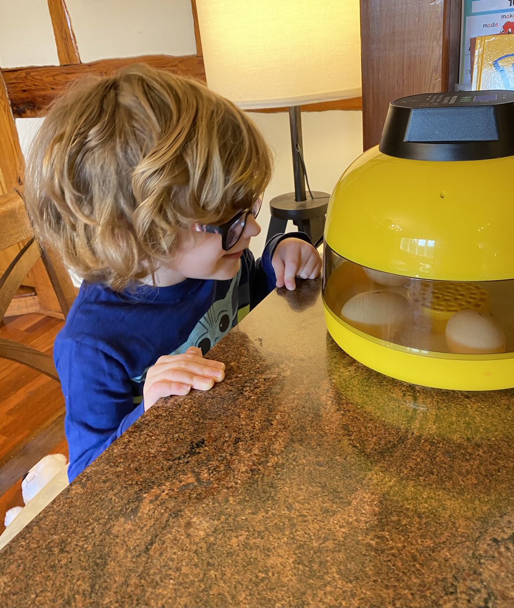 LauraTrevor3's tweet photo. Science Sunday, Rupert has learned how to, ‘candle’ eggs to determine fertility. Rupert then helped to set up the incubator and transfer the duckling eggs very carefully in to the incubator, recording the temperature and date. #SJSBScienceSelfie @MissKeiley @whalley_mr @FarmSjsb https://t.co/HLf1m4XQOj