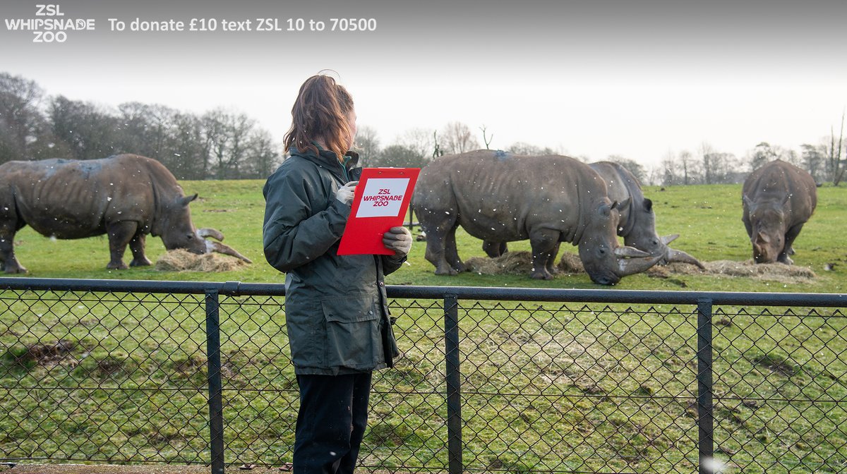 ZSLWhipsnadeZoo's tweet image. It's #CensusDay! Every year we do our own stocktake, and we can't wait to welcome you back to the Zoo to see our newest arrivals. In the meantime, find out all about our animals: zsl.org/animals and help us look after them: zsl.org/donate @Census2021 #Census2021