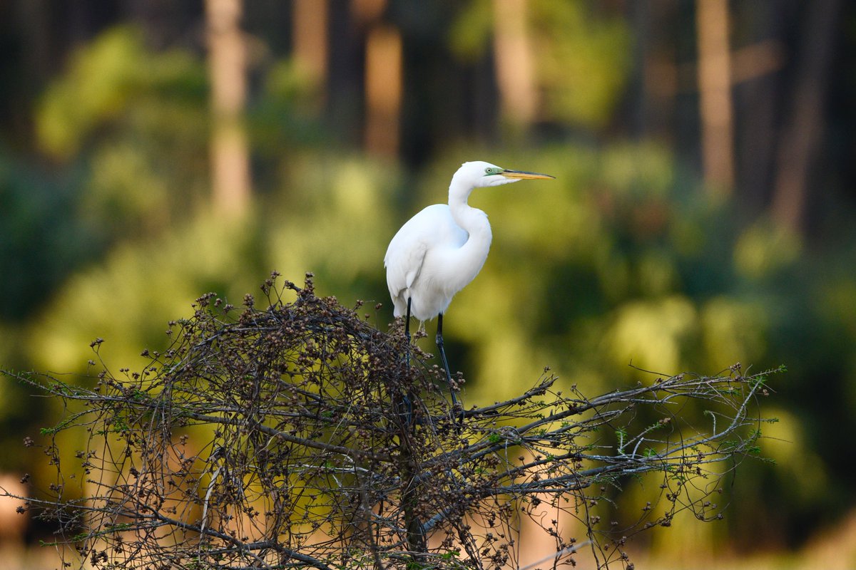 SCaly_Dev's tweet photo. #egret https://t.co/0hoDn9btFq