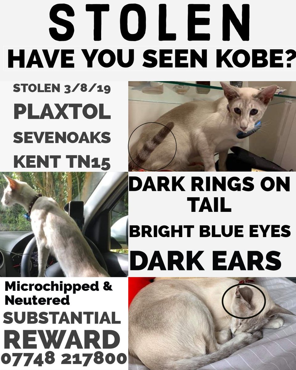 MissingPetsGB's tweet photo. 🐱 #FindKobe take from
#Plaxtol #Sevenoaks #Kent #TN15
#KOBE was #Stolen
His GPS collar removed 03/08/19
#Kobe is #Chipped #Neutered & has medical condition
Don't be an accessory to theft - contact in confidence if you know where Kobe is #MissingCatsDay https://t.co/8wDrbOrpWP