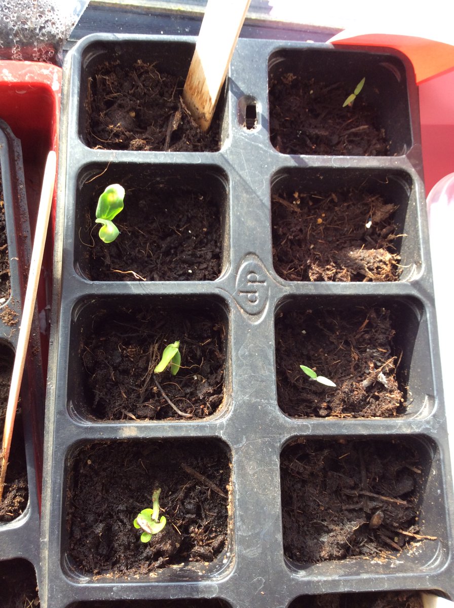 NectonEYFS's tweet photo. We have been planting lots of seeds this half term. Our tomatoes, cucumbers and cress have all started to shoot. We will keep updating with their progress. https://t.co/K8CBTDuhRD