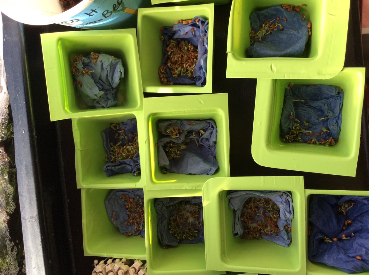 NectonEYFS's tweet photo. We have been planting lots of seeds this half term. Our tomatoes, cucumbers and cress have all started to shoot. We will keep updating with their progress. https://t.co/K8CBTDuhRD