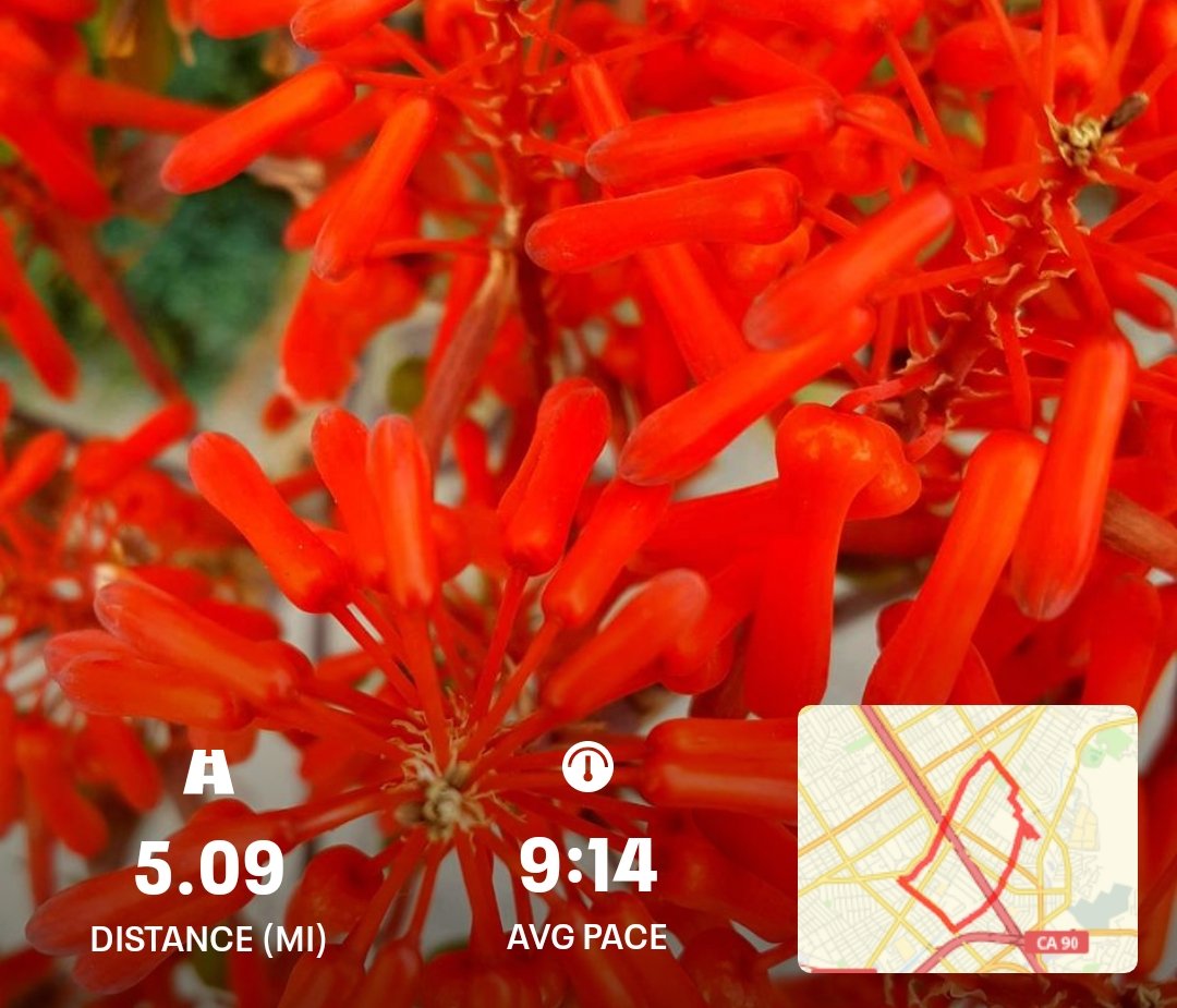 griz1's tweet photo. Looking closely &amp; seeing beautiful things on a neighborhood run. #FirecrackerFlower #FlowerReport @runnersworld @LARoadRunners @mackpurp #SomethingBeautifulEveryDay #CloserLook @alyssaharad @iStefPayne @botany_beck @TheFlowerWorld https://t.co/820JdYlg09
