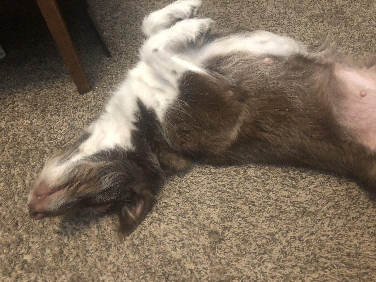 InvalidPotion's tweet photo. Only one getting some sleep around here! Final 500 #TeamNoSleep #dogsoftwitter #fingerontheapp2 https://t.co/AncH90UfAN