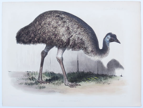 grosvenorprints's tweet photo. Australia's largest native Bird: The Emu; #Bird #Australia #ostrich #Dromaius #naturalhistory #Emu #largebird; https://t.co/HjtRCghhIP https://t.co/wjIOtQVQNZ