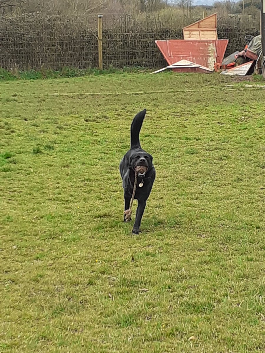 FurbabyPrince's tweet photo. Just come back from #k9rec been exercising my humons, been doing #zoomies and charging through the big tyres, #dogfriendly #dogsafe #ruralsetting https://t.co/nL5KBLo0FW