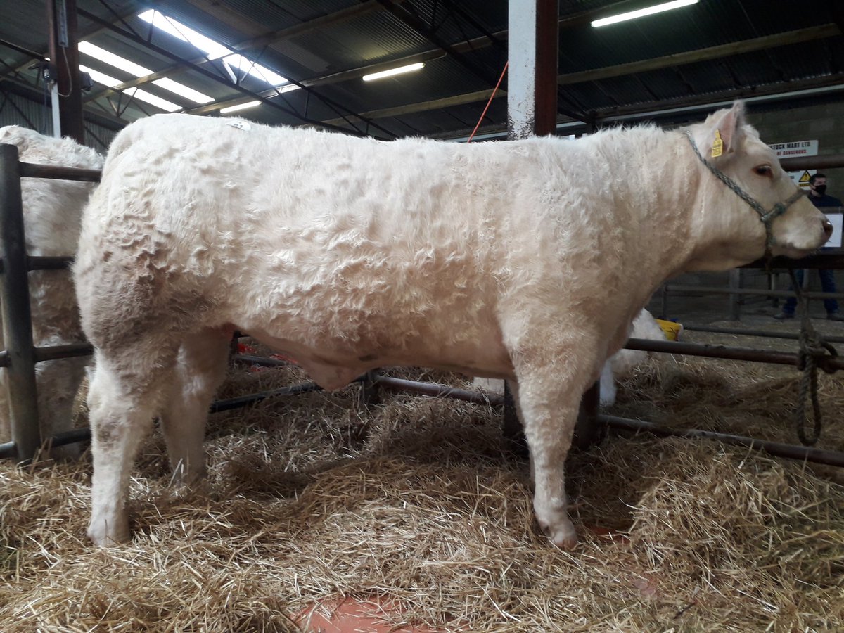 Cathal Gormley tweet media