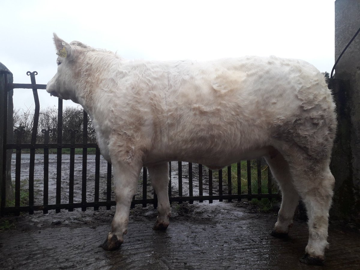 Cathal Gormley tweet media