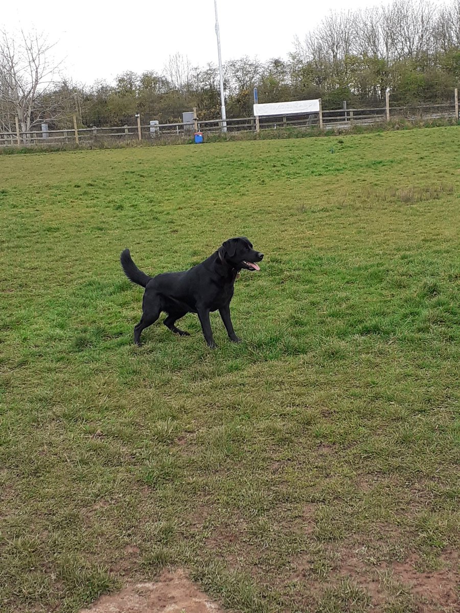 FurbabyPrince's tweet photo. Just come back from #k9rec been exercising my humons, been doing #zoomies and charging through the big tyres, #dogfriendly #dogsafe #ruralsetting https://t.co/nL5KBLo0FW