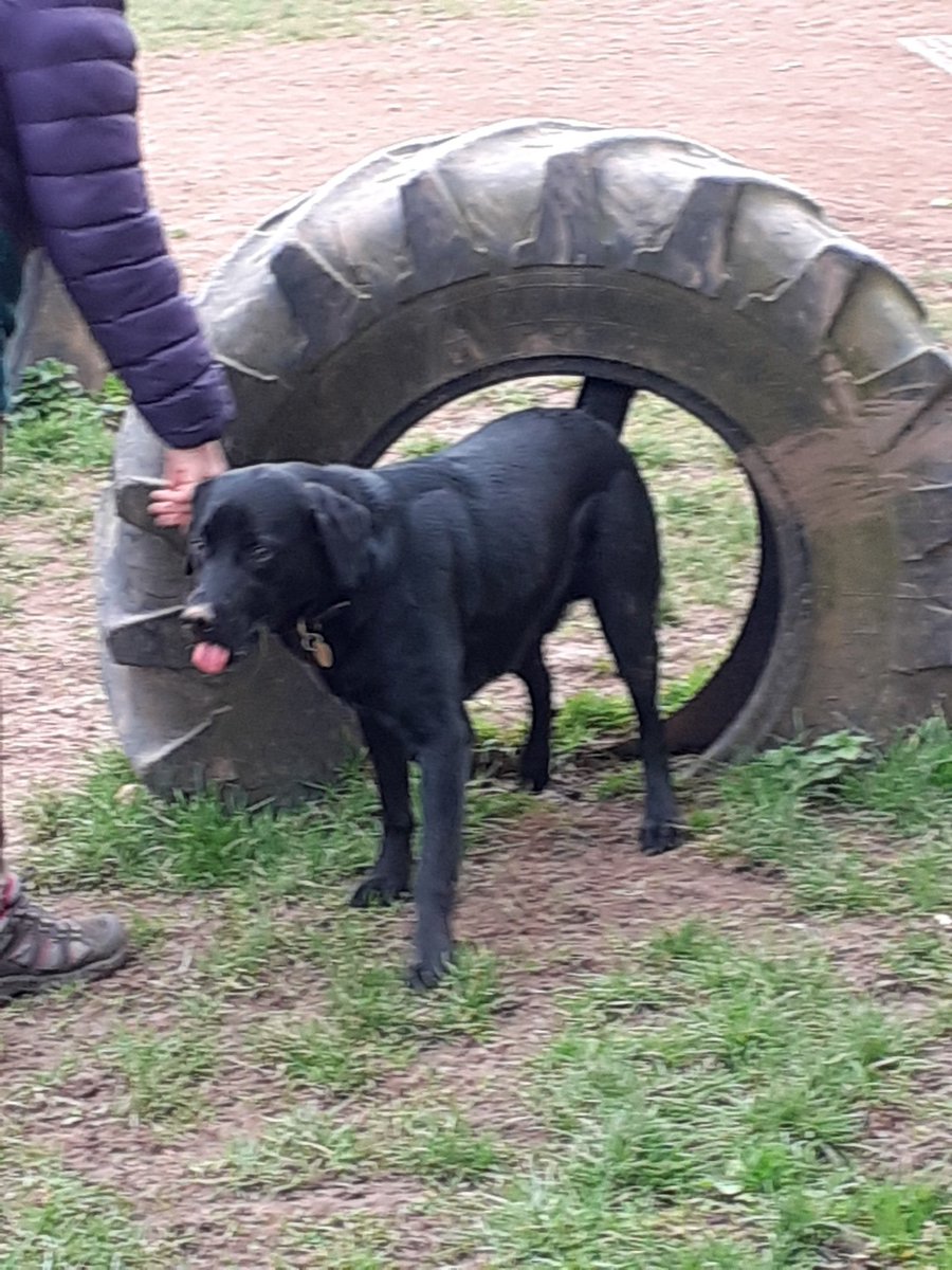 FurbabyPrince's tweet photo. Just come back from #k9rec been exercising my humons, been doing #zoomies and charging through the big tyres, #dogfriendly #dogsafe #ruralsetting https://t.co/nL5KBLo0FW