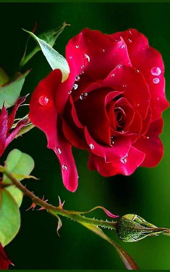Safou_____31's tweet photo. Bonne fête  à toutes les mamans 
#عيد_الام https://t.co/JcbdoP4jeZ