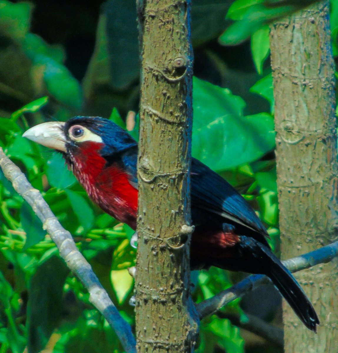 BirdsKenya's tweet photo. A beautiful double toothed barbet from western Kenya.
#birding #birdwatching #birdphotography #wildlifephotography #nature #tembeakenya #magicalkenya. https://t.co/rPCco11o4o