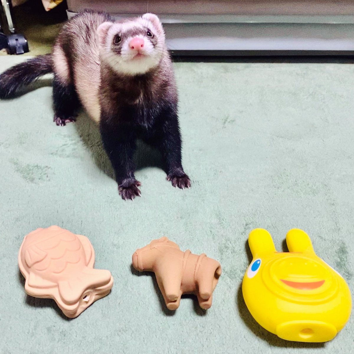 森田存 まさむね 大事なもの 彼の最近のブームは たい焼き はにわ ロディ ディグダ のぬいぐるみもまだまだお気に入りのようだけど この3つは 大きさと噛み心地とピフピフと鳴るのが良いらしい ᴗ フェレット Ferret 小動物 T 森田存 まさむね 大事なもの 彼の最近のブームは たい焼き はにわ ロディ ディグダ のぬいぐるみもまだまだお気に入りのようだけど この3つは 大きさと噛み心地とピフピフと鳴るのが良いらしい ᴗ フェレット Ferret 小動物 T