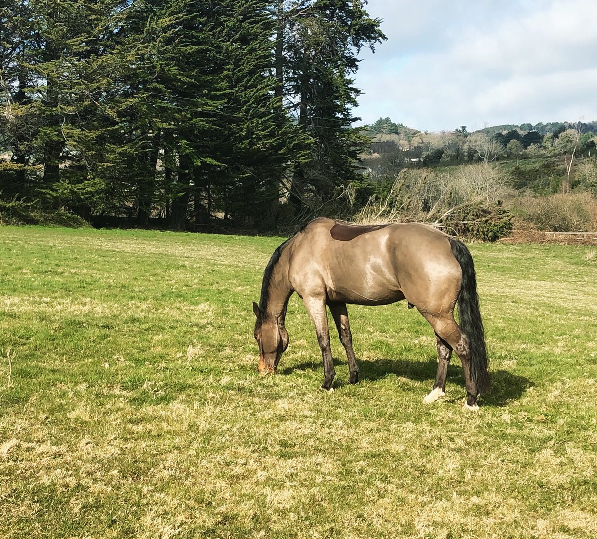 campbellsuz's tweet image. Started this lad a month ago on @topspec_horse_feeds Cool Balancer as he was lacking. His skin was poor and flaky and he was extra spooky. It’s turned him inside out. 
#shine #condition #trainability 
#notanad