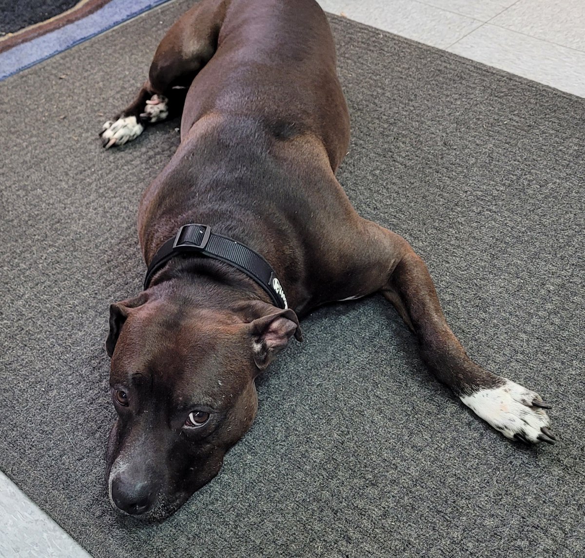 bmorehumane's tweet photo. A #FOXBaltimore and #wbaltv STAR IN THE MAKING! Meet Gotti! This 7-year-old sweetheart is well-mannered, laid-back and loves food! Chicken, cheese are definitely his favs! He'll sit pretty, give you his paw and anything else for those! https://t.co/7NLFjvK4wx
#baltimorehumane https://t.co/Hg9U262GUz