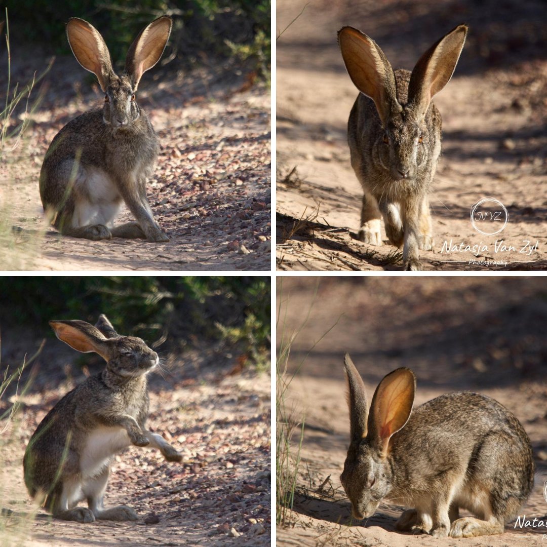 GardenRouteGame's tweet photo. Book now for Easter Weekend 😊

#grgamelodge #safarilodge #westerncape #gardenroutegamelodge #gardenroute #gamelodge #ayanaspa #serengeti #safari #travel #bestgamelodge #gamedrives #Big5 #luxuryaccommodation  #luxurytravel  #specialoffer #travel #capetownsafari #southafrica https://t.co/DAs0o3C0Es