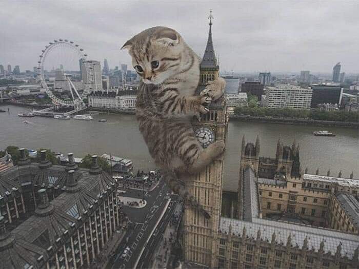 filthindabeauty's tweet photo. i believe in big cats supremacy https://t.co/57b0Zyegvp