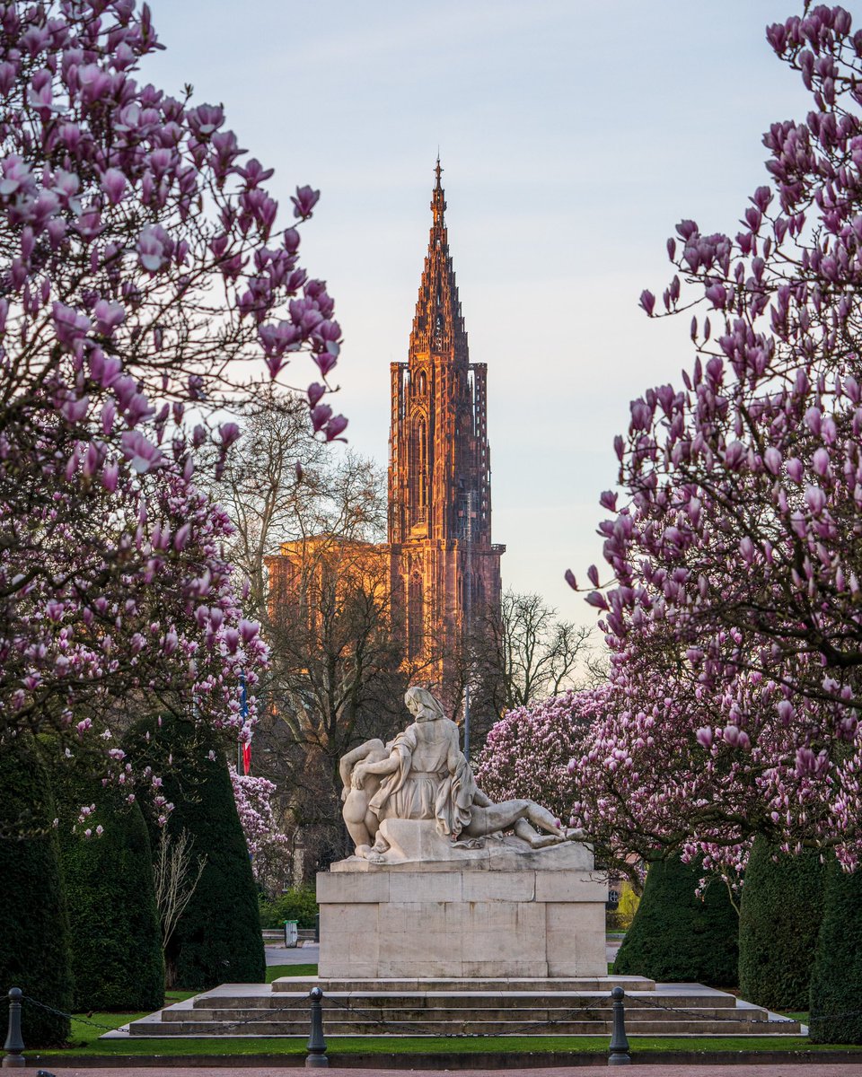CedricSchell's tweet photo. Voici à quoi ressemble le printemps en Alsace 🌸😍 https://t.co/dC0Z6nCZe5