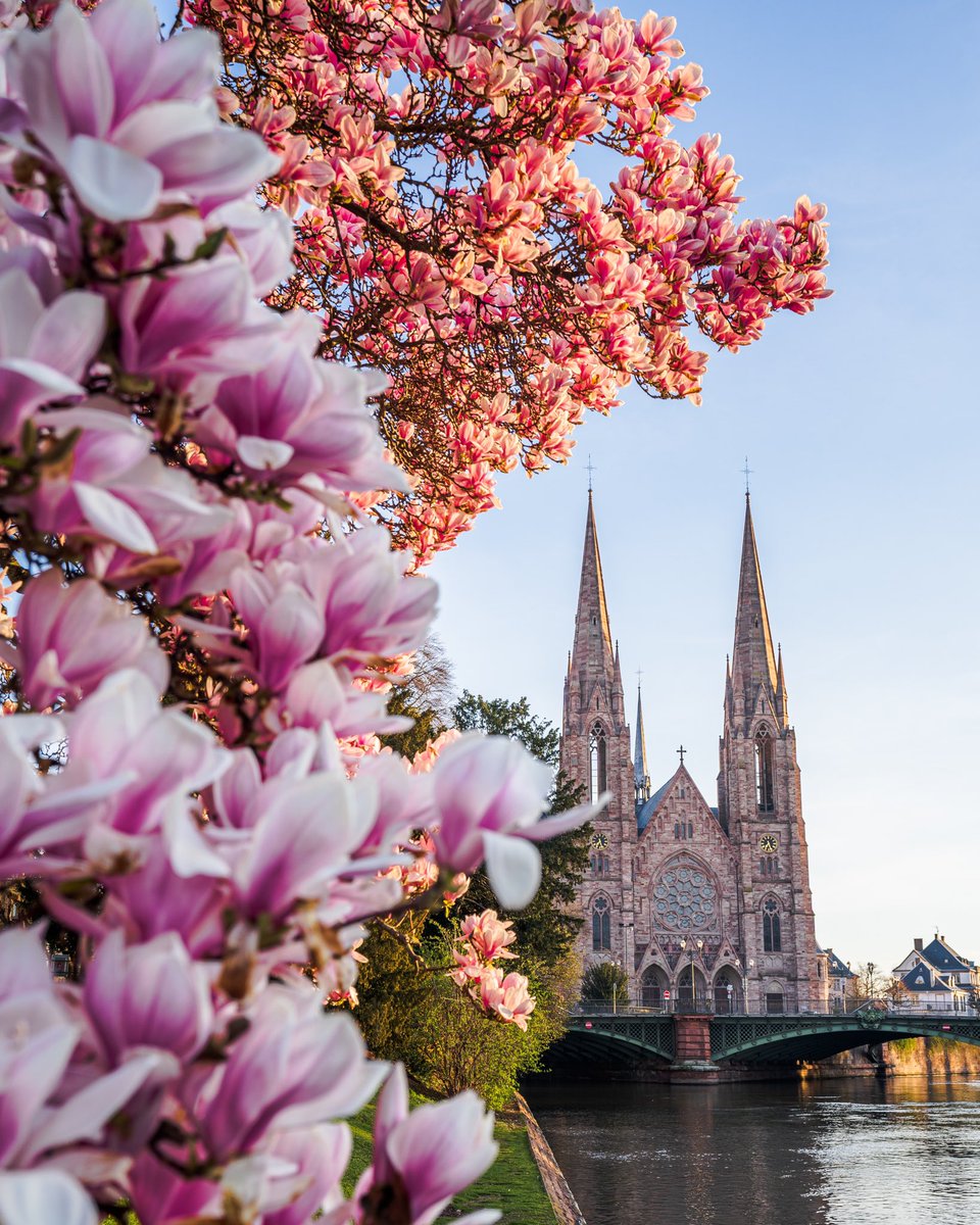 Voici à quoi ressemble le printemps en Alsace 🌸😍