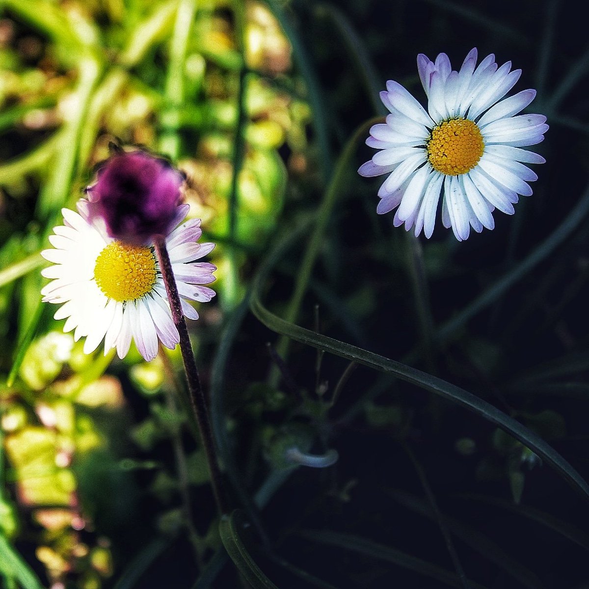 merifabbro's tweet photo. #margherite #21Marzo #Primavera #daisy #Flowers https://t.co/pN3bhpWP3O