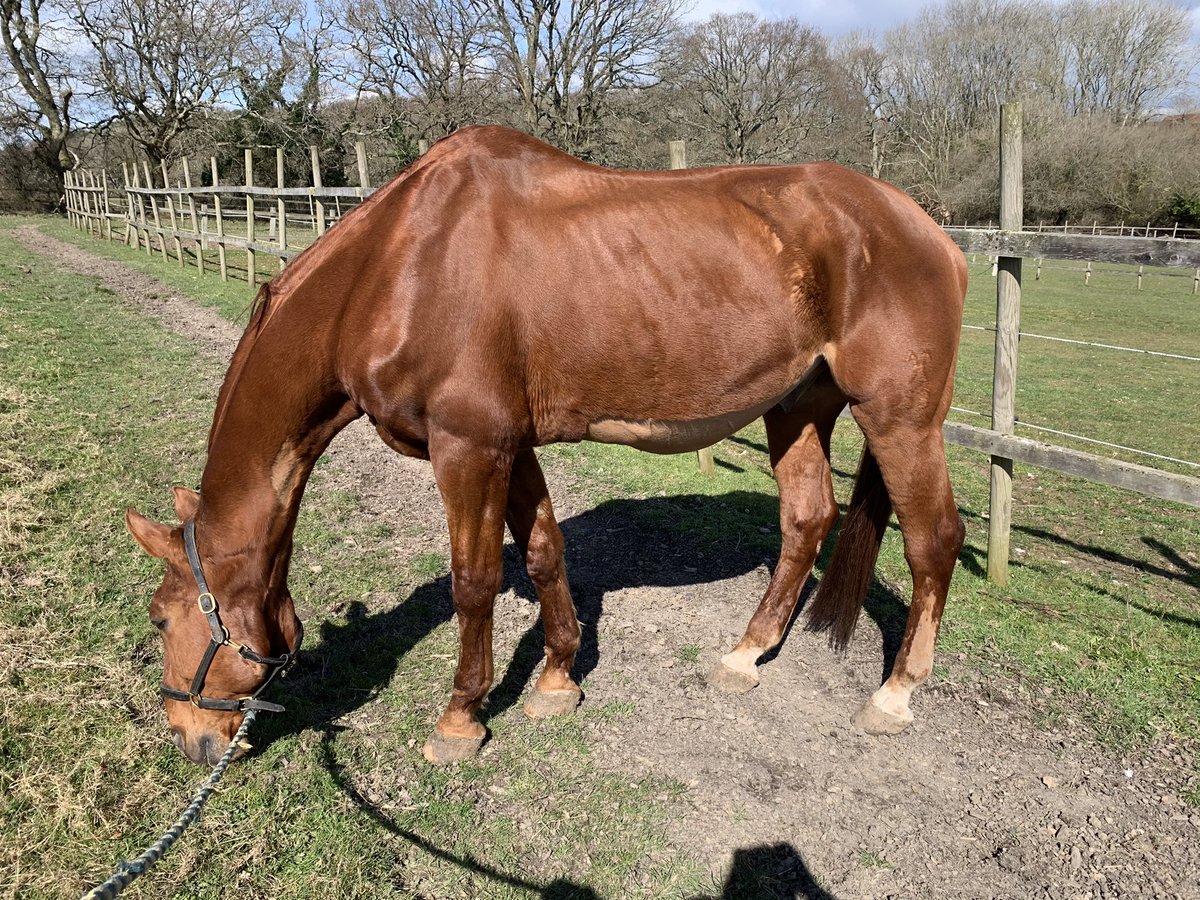 cj_pompey's tweet photo. So just about 5 weeks post surgery, The weight is slowly going on and he is βtryingβ to behave himself! Minus the squeals and broncs in the stable.ππ« At least he is feeling good! 2 weeks left of box rest and he can then go in a small paddock ππΌπ #colicsurgery #fighter #stanley https://t.co/rxpXYf7Bps