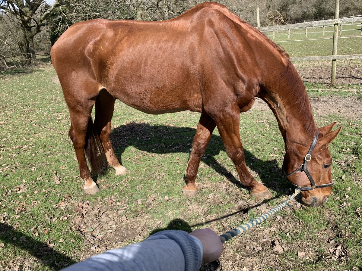 cj_pompey's tweet photo. So just about 5 weeks post surgery, The weight is slowly going on and he is βtryingβ to behave himself! Minus the squeals and broncs in the stable.ππ« At least he is feeling good! 2 weeks left of box rest and he can then go in a small paddock ππΌπ #colicsurgery #fighter #stanley https://t.co/rxpXYf7Bps