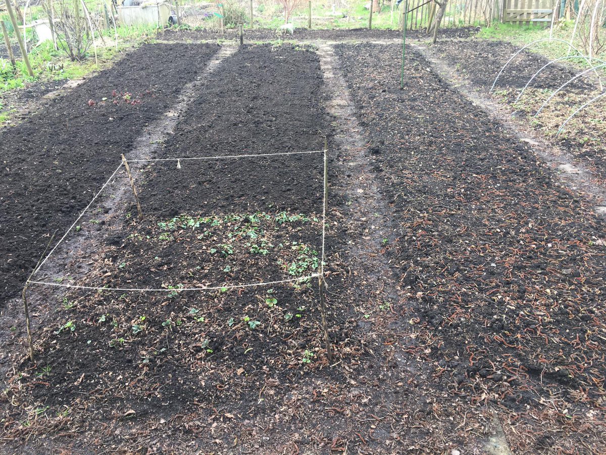 DirmaatGGC's tweet photo. #Moestuin is klaar voor t nieuwe seizoen. #Kweekbakken zitten vol. #peulen, #tuinbonen, #bietjes, #rodekool, #pastinaak, #koolrabi #venkel, #prei, #maggiplant Groeien maar! https://t.co/D1kHPDuhcd
