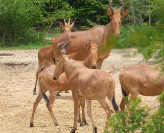 Looking for where to relax and unwind this weekend?

Enjoy Safari, Wikki Warm Spring, Marshall caves, Museum &amp; other tourist attractions in the famous #YankariGameReserve 
Visit today to experience Nature....