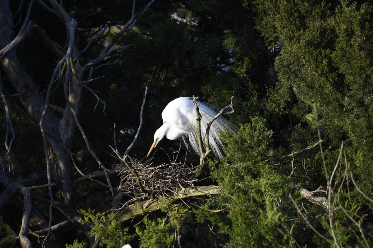 SCaly_Dev's tweet photo. #nesting #egret https://t.co/H4BpMni2S8